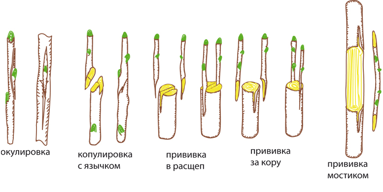 Как сделать прививку Как сделать прививку