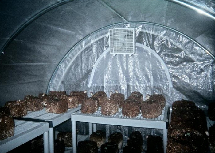 Помещение для выращивания шампиньонов своими руками 14