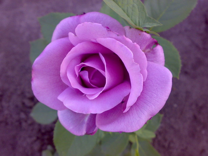 Роза Голубой Нил - нежная красавица