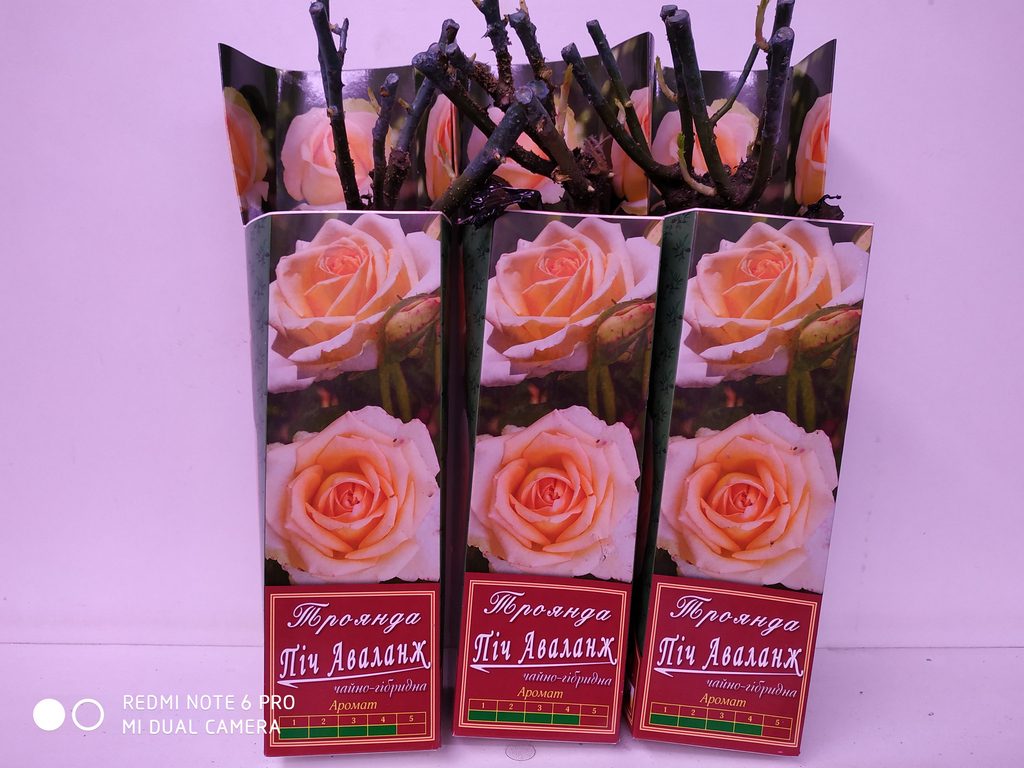 Rosa Peach Avalanche - perla zahrady