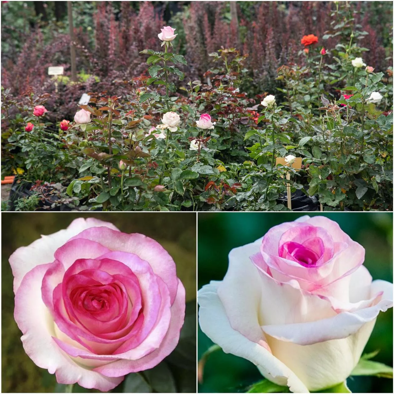 Роза Белла Вита - настоящая королева сада