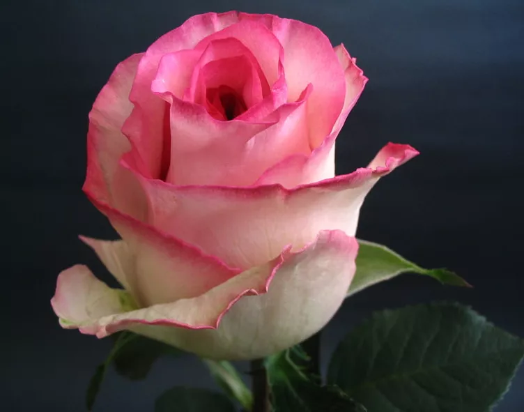 Роза Белла Вита - настоящая королева сада