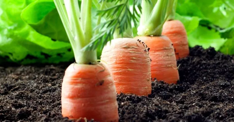 Когда и как надо сажать морковь на семена?