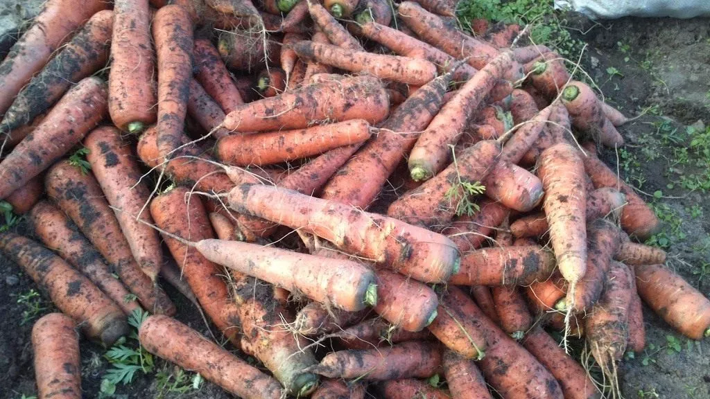 Правила посадки моркови в Сибири