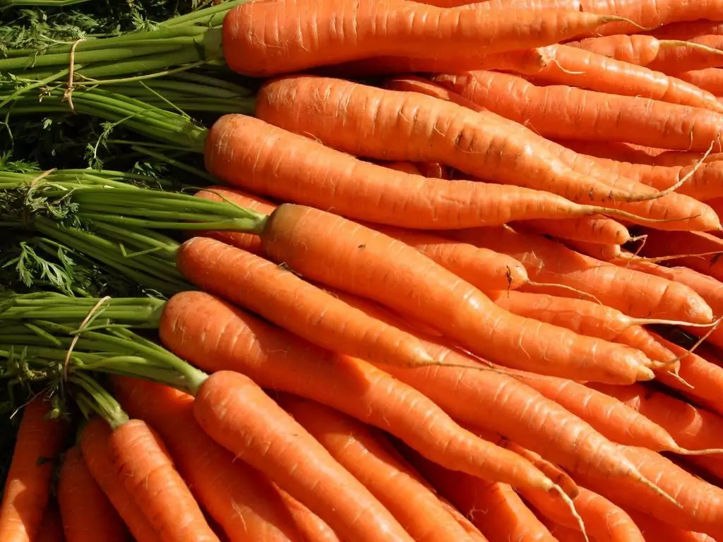 Сорта моркови: какой выбрать?