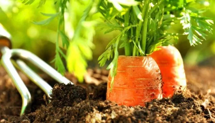 Правила посадки моркови в Сибири