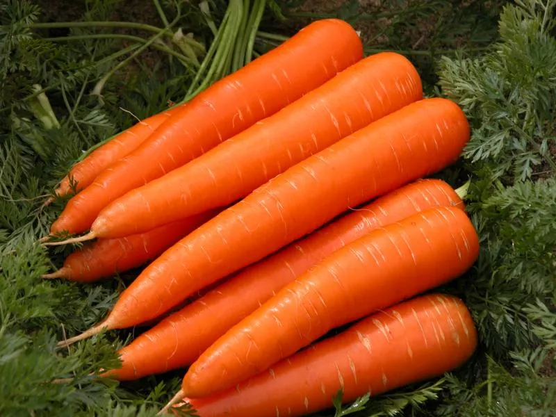 Сорта моркови: какой выбрать?