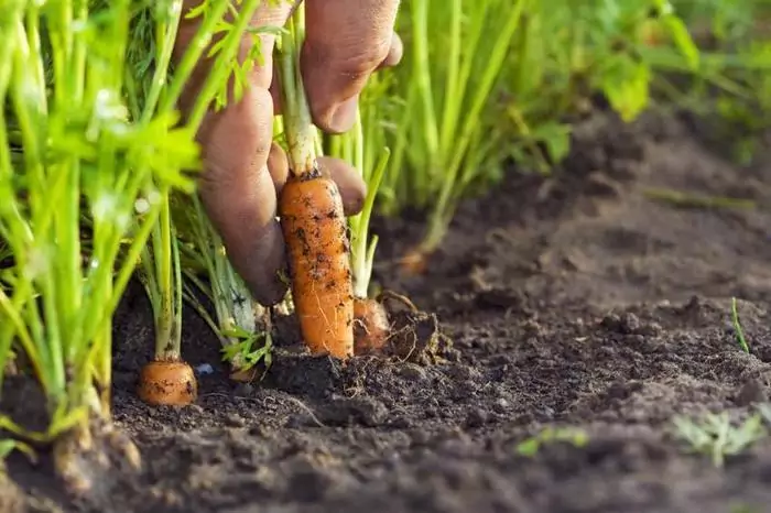 Что лучше всего посадить после моркови?