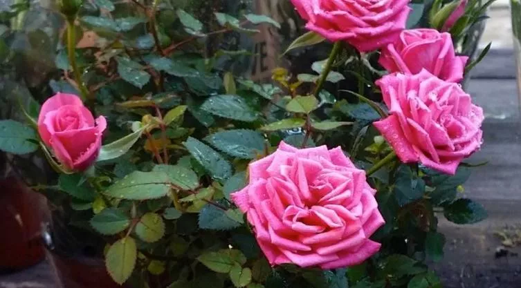 Миниатюрная роза - небольшое декоративное чудо