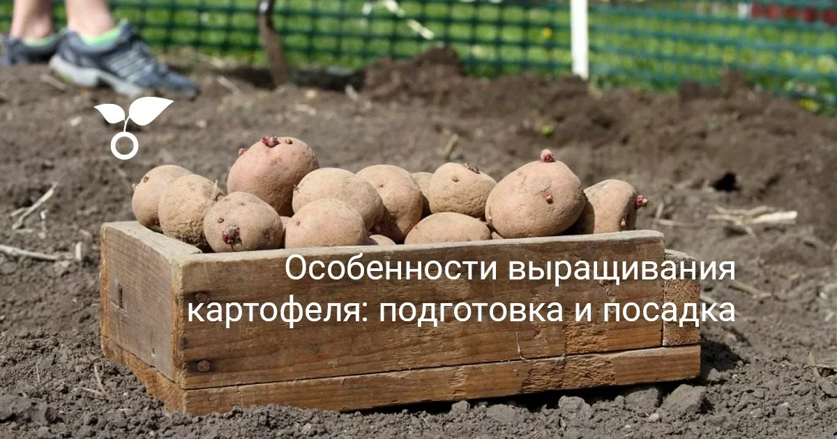 Когда сажать картошку: от А, до Я