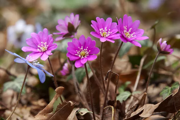 Печеночница, или Перелеска - один из самых оригинальных цветков