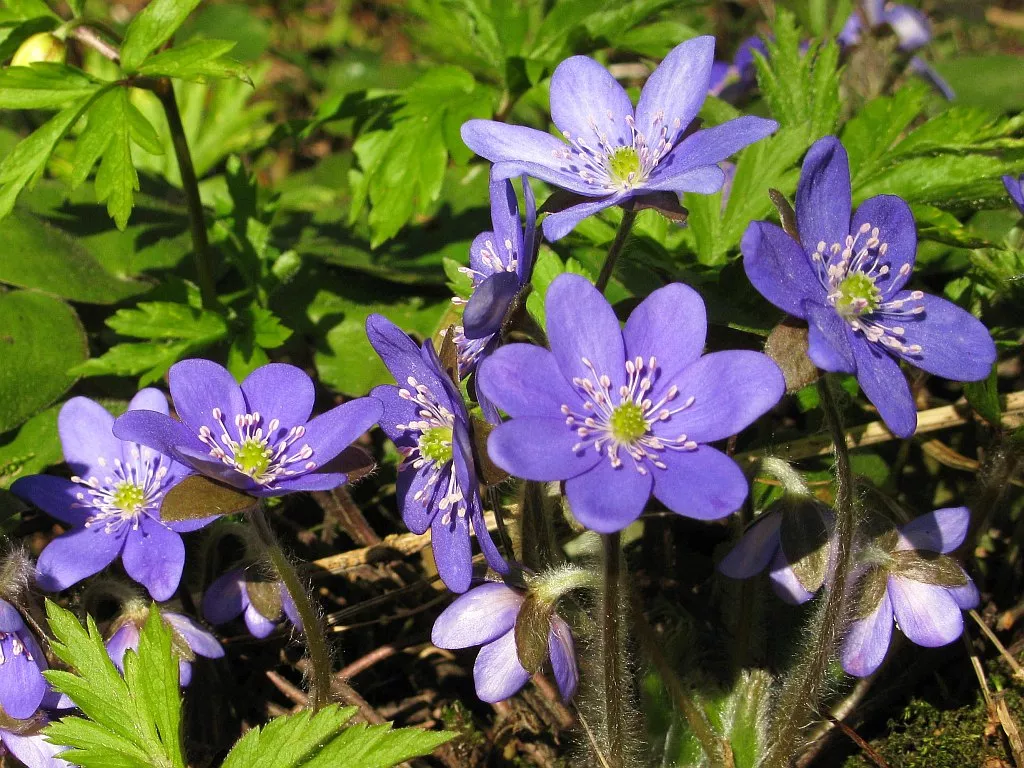 Печеночница, или Перелеска - один из самых оригинальных цветков