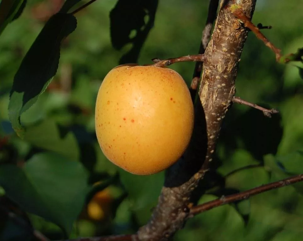 Монилиоз на абрикосе: как победить, профилактика и лечение