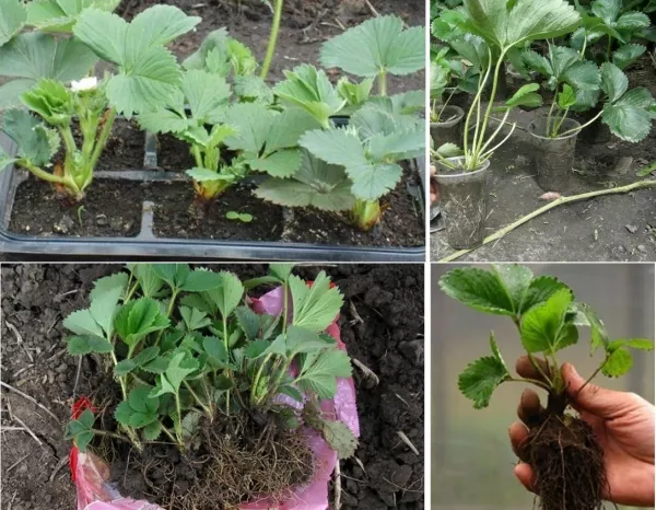 Как посадить и вырастить вкуснейшую клубнику