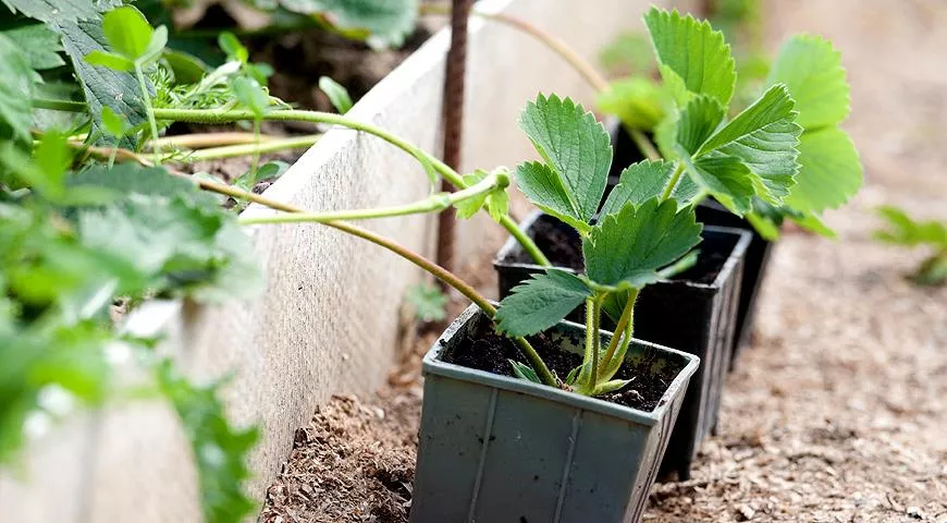 Как посадить и вырастить вкуснейшую клубнику
