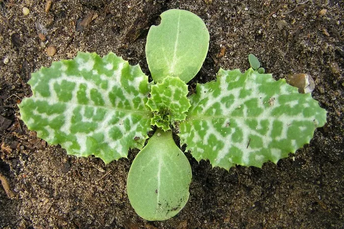 Расторопша – чудодейственное растение