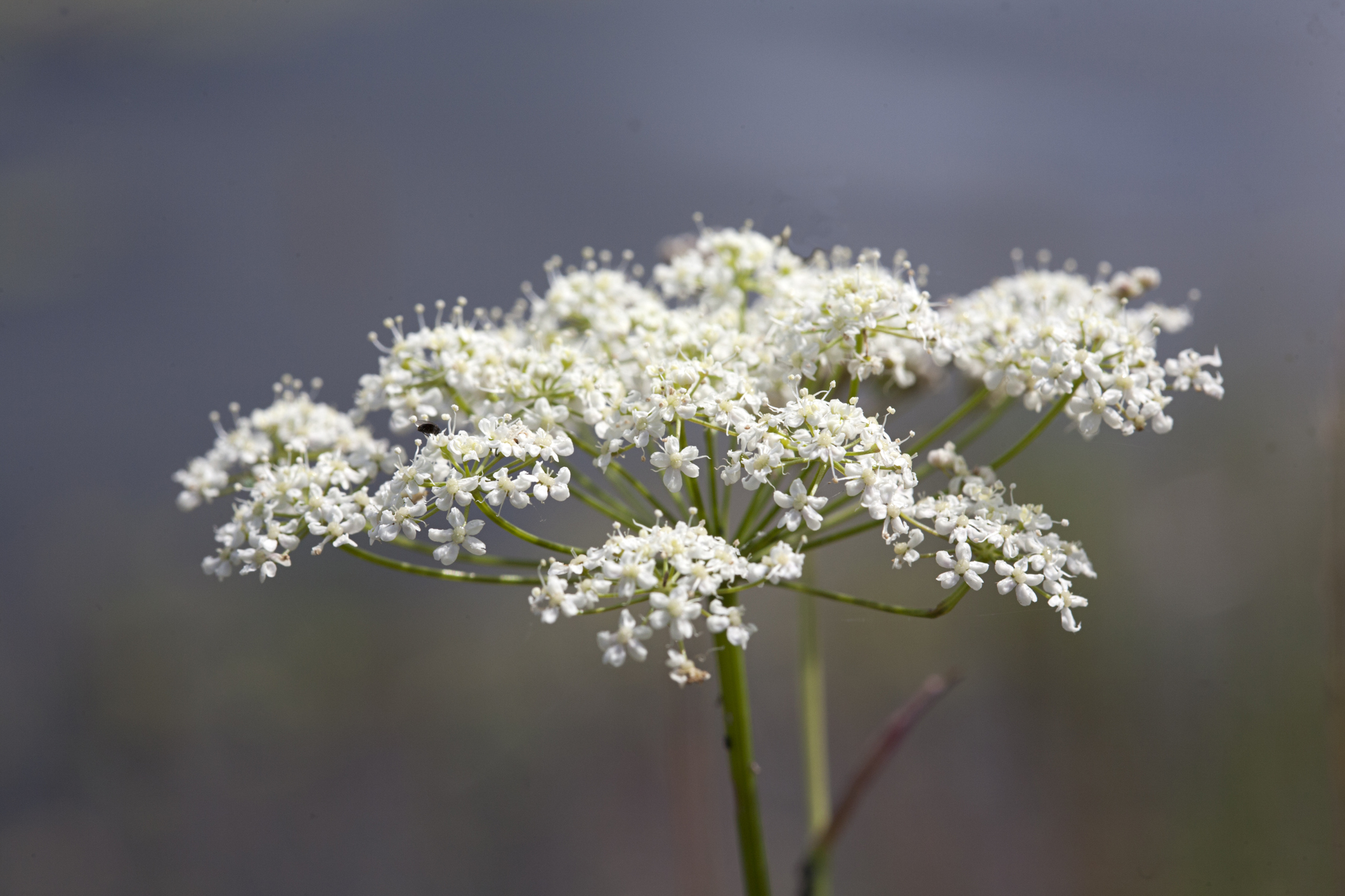 Бедренец камнеломковый (Pimpinella Saxifraga)