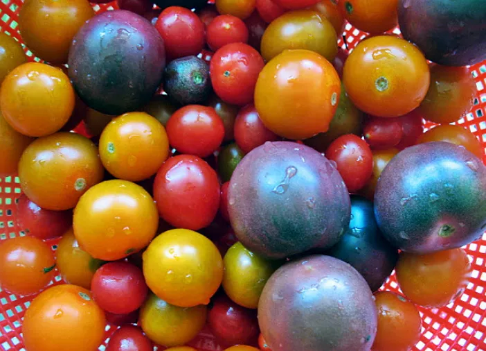 Лучшие сорта помидоров для выращивания