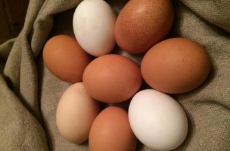 Как получить крупные яйца