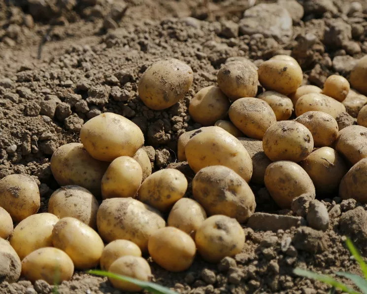Какие сорта картофеля выбрать для выращивания?