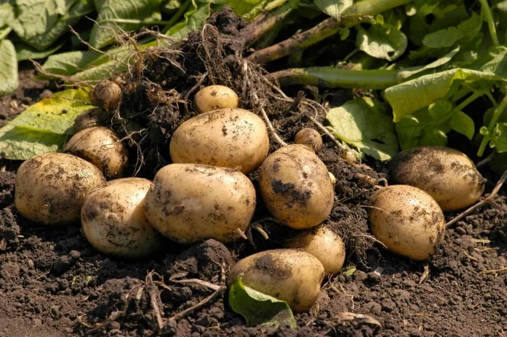 Сорт картофеля Бернадета — лидер по урожайности