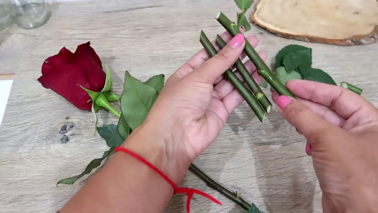 Черенкование роз — способ простой и эффективный
