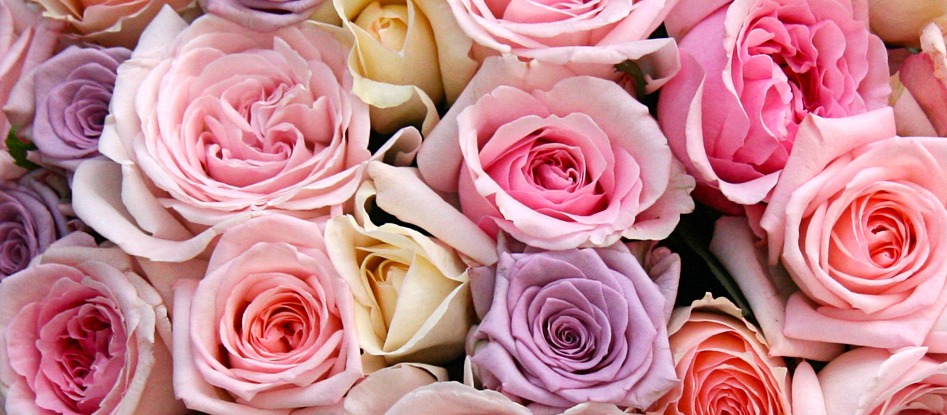 Лучшие срезочные сорта роз: посадка и уход