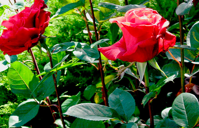 Лучшие сорта срезочных роз: посадка и уход