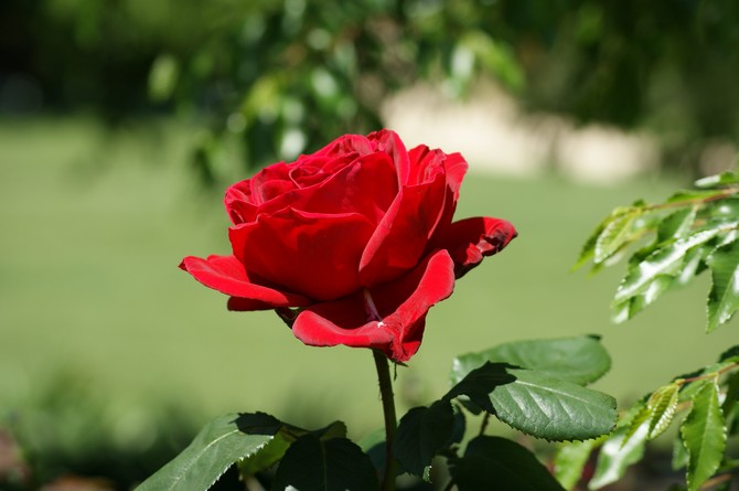 Лучшие срезочные сорта роз: посадка и уход