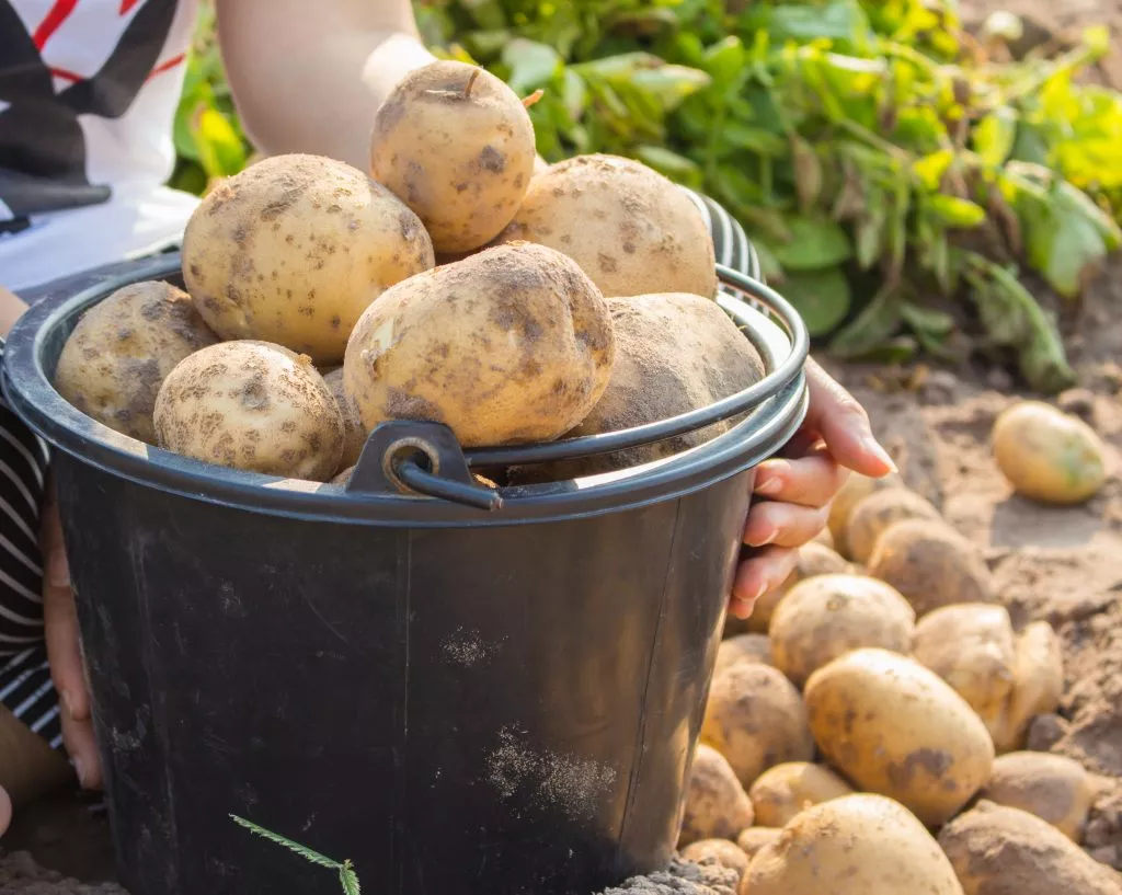 Сорт картофеля Бернадета — лидер по урожайности