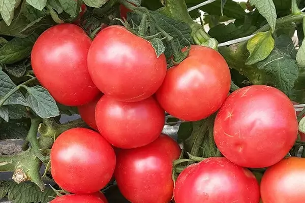 Лучшие сорта помидоров для выращивания