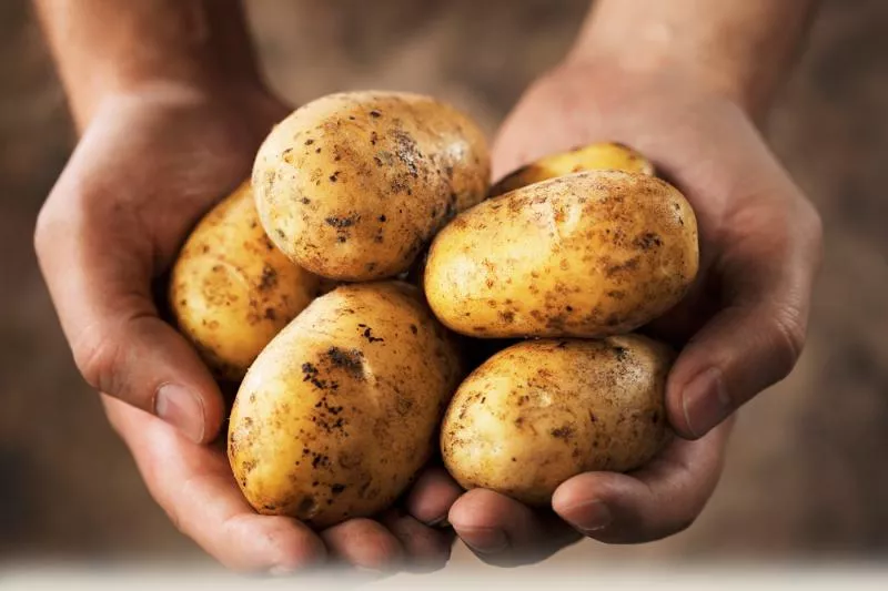Какие сорта картофеля выбрать для выращивания?