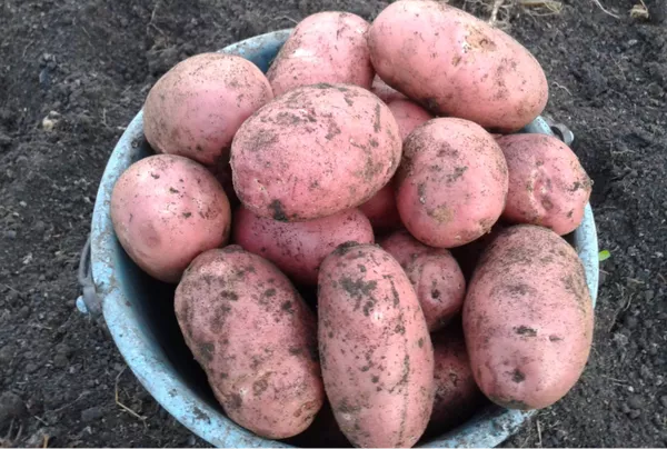 Картофель на песчаной подушке - новое слово в агротехнике