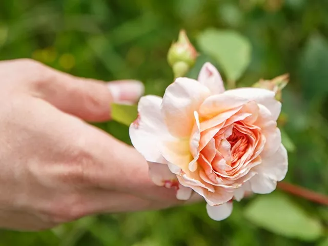 Выращивание роз на срез для продажи — выгодное дело