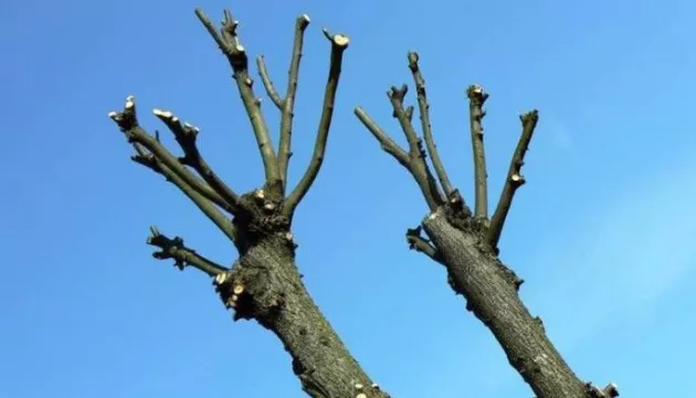 Обрезка старых деревьев с запущенной кроной