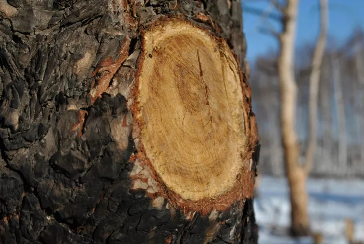 Обрезка старых деревьев с запущенной кроной