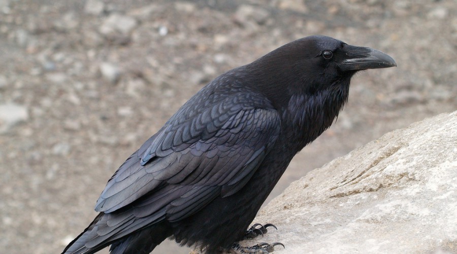 Интересный мир природы: ворон и ворона