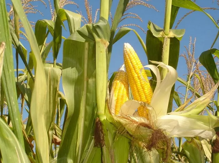 Особенности выращивания кукурузы