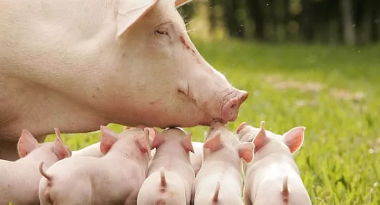 Разведение свиней — самый быстрый доход