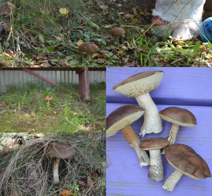 Как вырастить лесные грибы в саду