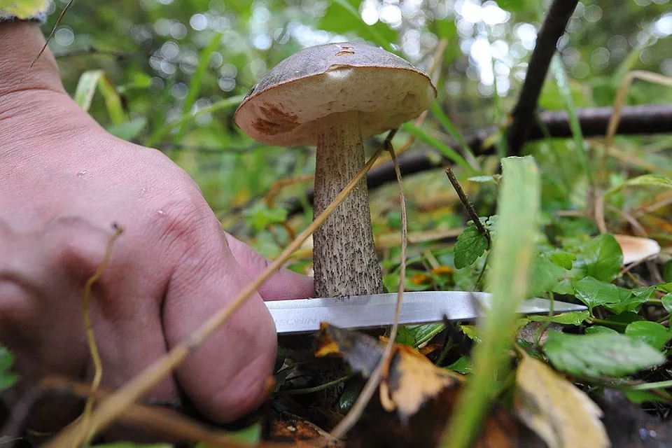 Pick mushrooms. Срезает гриб. Срезайте грибы ножом. Сбор грибов. Правильные грибы.