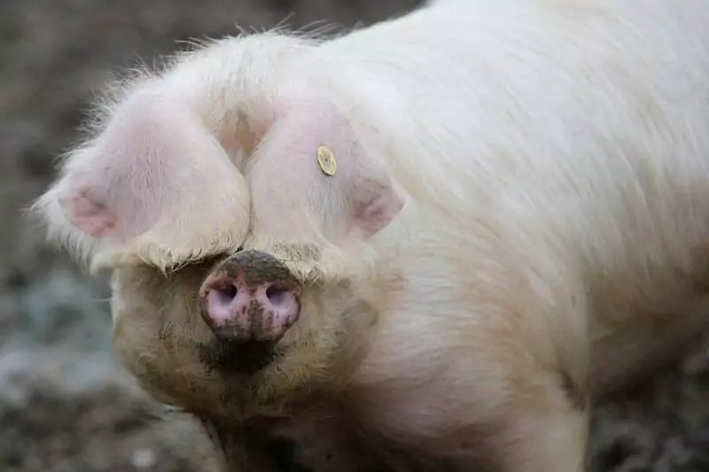 Разведение свиней — самый быстрый доход