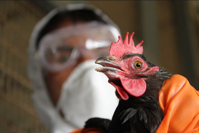 Реовирусная болезнь птицы: признаки и лечение