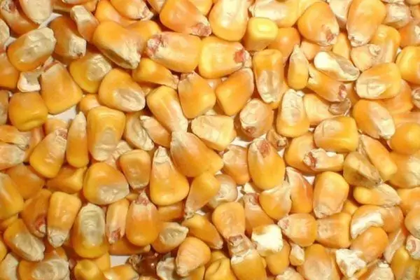 Все о сортах кукурузы: от А, до Я