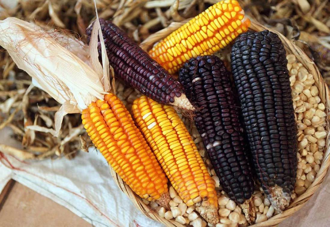 Все о сортах кукурузы: от А, до Я
