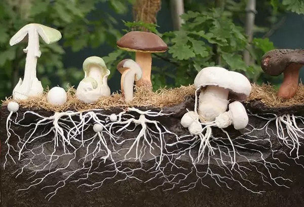 Как вырастить лесные грибы в саду