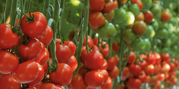 Выращивание овощей в неотапливаемой теплице: преимущества метода