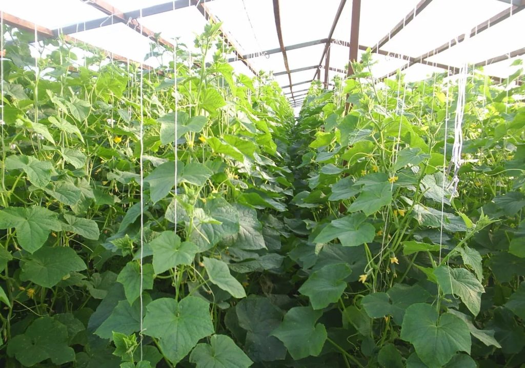 Выращивание овощей в неотапливаемой теплице: преимущества метода