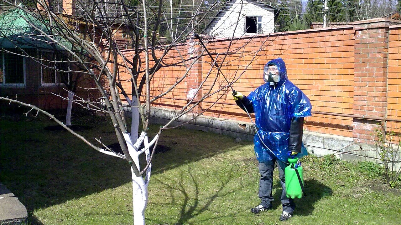 Обработка сада осенью – эффективные приемы против болезней и вредителей изображения Обработка сада осенью – эффективные приемы против болезней и вредителей изоражения