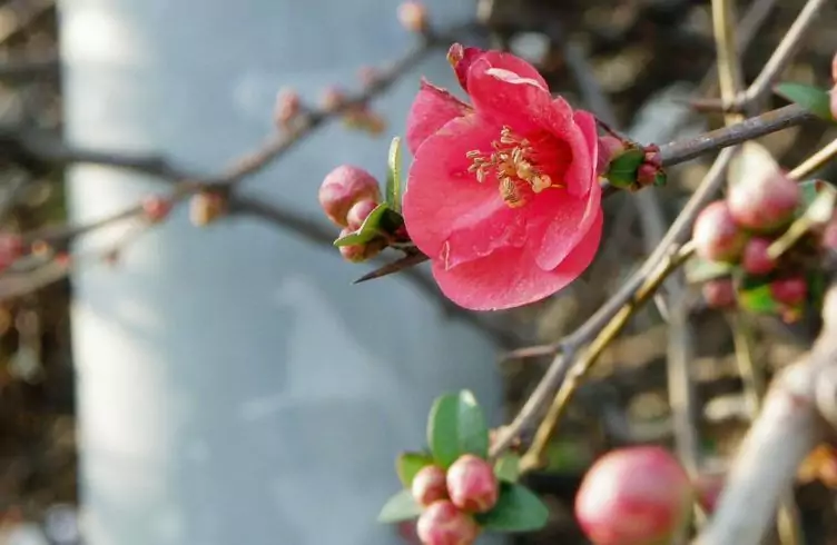 Айва японская, или Хеномелес: выращиваем 